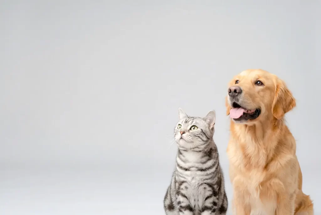 ペットホテルの費用はいくら？犬・猫の1泊料金と2泊3日の総額の見方